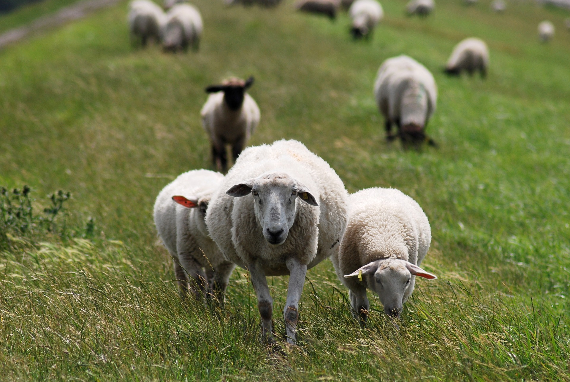 Sheep herds near Ter Borg